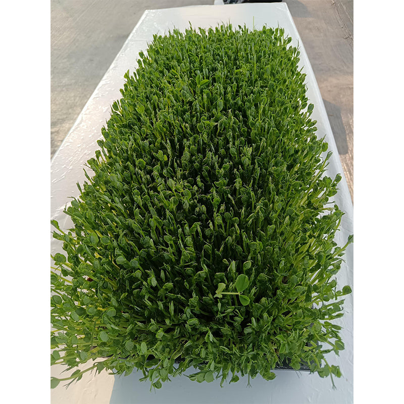 languoshi Pea Seedling Products(about 250 grams per box) organic vegetable Edible Sprouts Hot Pot Ingredients