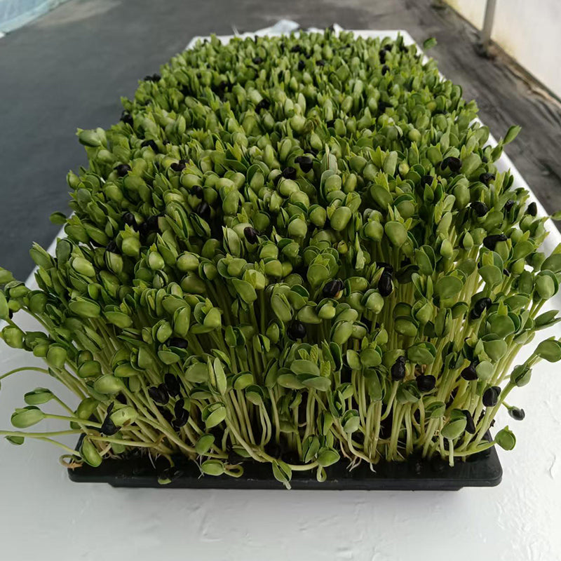 languoshi Black Bean Sample(about 250 grams per box) organic vegetable Edible Sprouts Hot Pot Ingredients