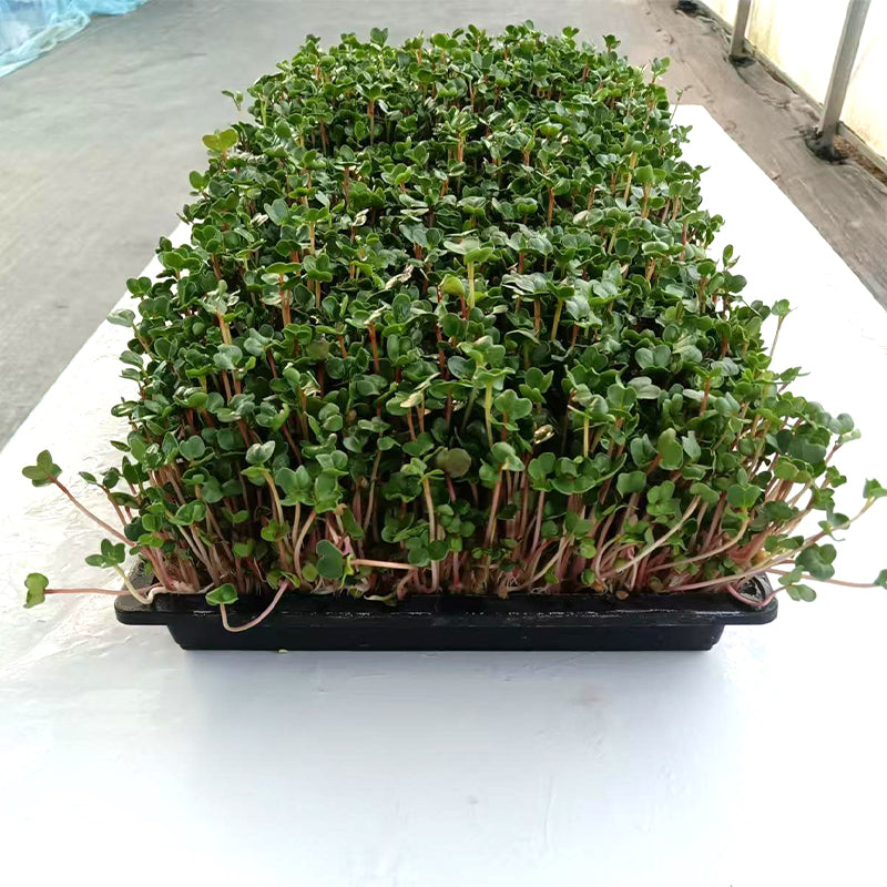 languoshi radish seedling(about 250 grams per box) soilless green vegetable Vegetarian Salad