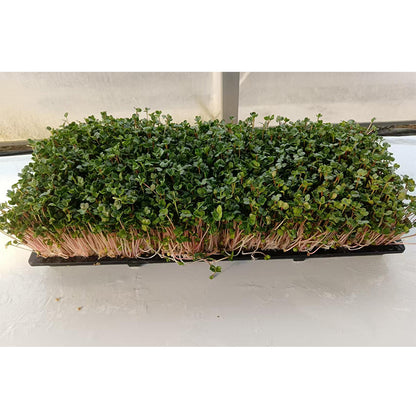 languoshi radish seedling(about 250 grams per box) soilless green vegetable Vegetarian Salad