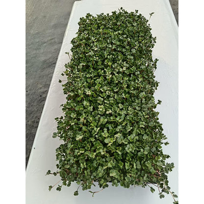 languoshi radish seedling(about 250 grams per box) soilless green vegetable Vegetarian Salad