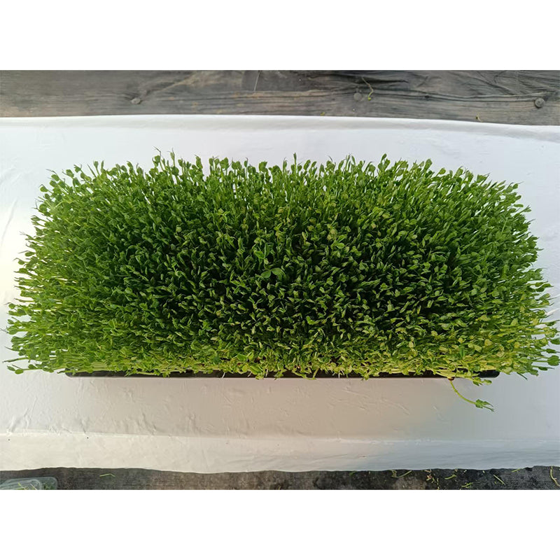 languoshi Pea Seedling Products(about 250 grams per box) organic vegetable Edible Sprouts Hot Pot Ingredients