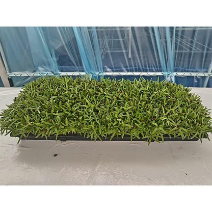 languoshi Cabbage Sample(about 250 grams per box) soilless green vegetable Vegetarian Salad