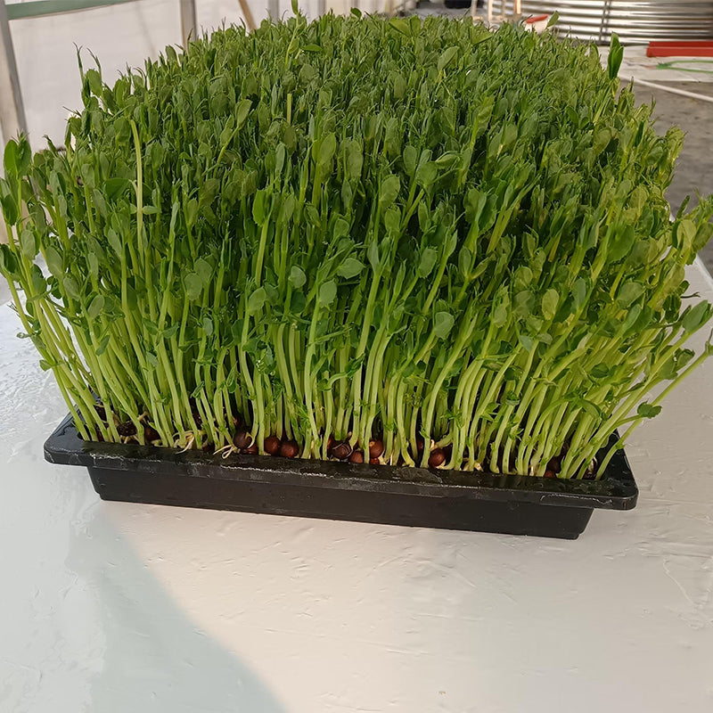 languoshi Pea Seedling Products(about 250 grams per box) organic vegetable Edible Sprouts Hot Pot Ingredients