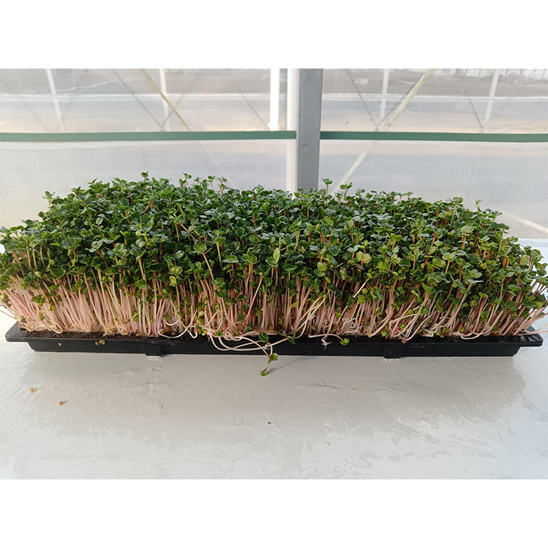 languoshi radish seedling(about 250 grams per box) soilless green vegetable Vegetarian Salad