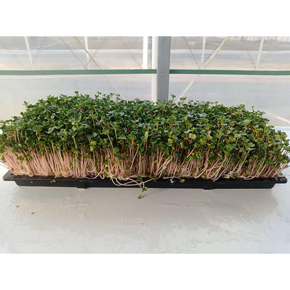languoshi radish seedling(about 250 grams per box) soilless green vegetable Vegetarian Salad