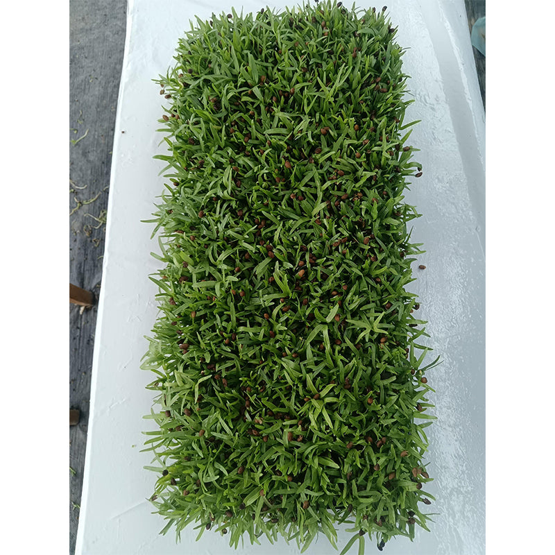 languoshi Cabbage Sample(about 250 grams per box) soilless green vegetable Vegetarian Salad