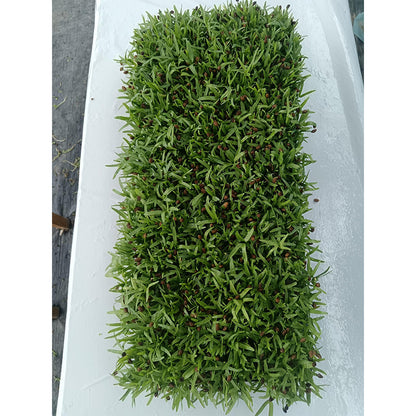 languoshi Cabbage Sample(about 250 grams per box) soilless green vegetable Vegetarian Salad