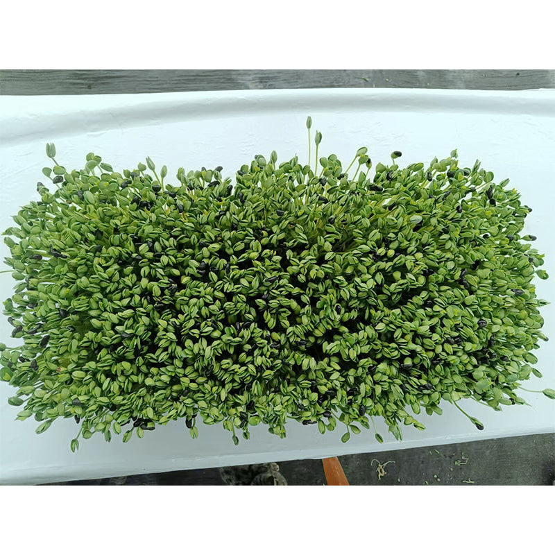 languoshi Black Bean Sample(about 250 grams per box) organic vegetable Edible Sprouts Hot Pot Ingredients