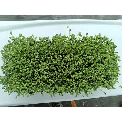languoshi Black Bean Sample(about 250 grams per box) organic vegetable Edible Sprouts Hot Pot Ingredients
