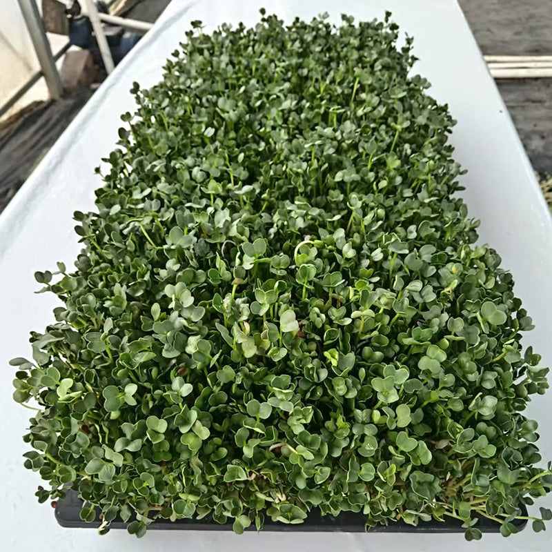 languoshi white radish seedling(about 250 grams per box) decorate Serving Plates Stir-fry with cold vegetables Fresh vegetables