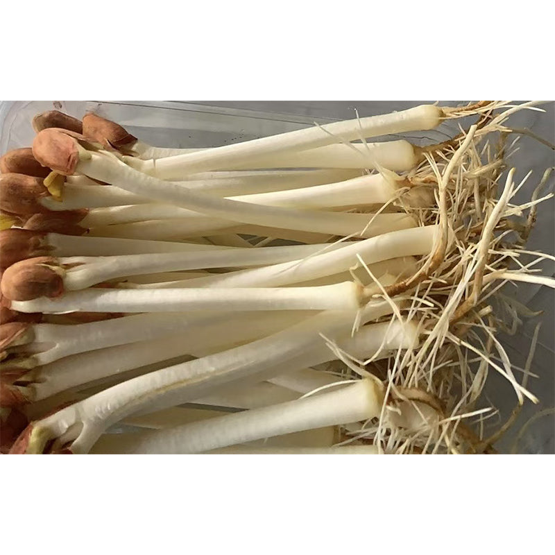 languoshi Peanut Buds Sample(about 250 grams per box) Specialty Ingredients Stir-fry with cold vegetables Fresh vegetables