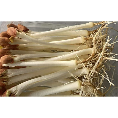 languoshi Peanut Buds Sample(about 250 grams per box) Specialty Ingredients Stir-fry with cold vegetables Fresh vegetables