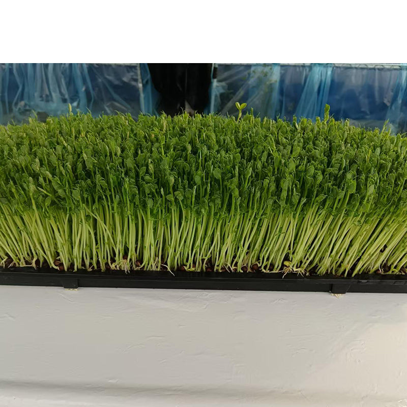 languoshi Pea Seedling Products(about 250 grams per box) organic vegetable Edible Sprouts Hot Pot Ingredients