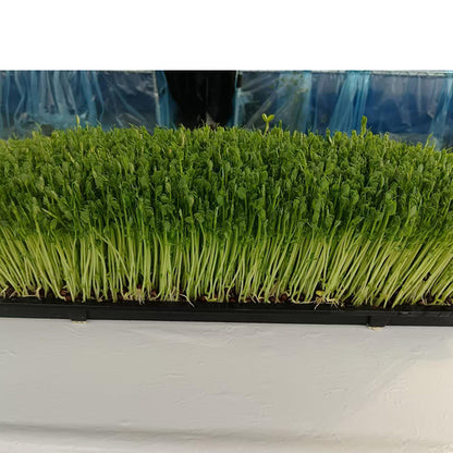 languoshi Pea Seedling Products(about 250 grams per box) organic vegetable Edible Sprouts Hot Pot Ingredients