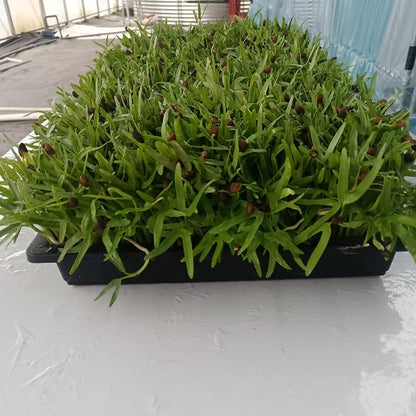 languoshi Cabbage Sample(about 250 grams per box) soilless green vegetable Vegetarian Salad