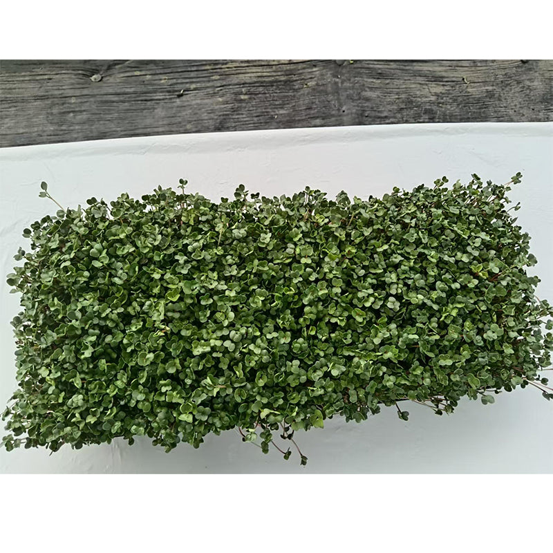 languoshi radish seedling(about 250 grams per box) soilless green vegetable Vegetarian Salad