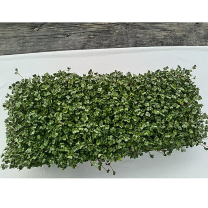 languoshi radish seedling(about 250 grams per box) soilless green vegetable Vegetarian Salad
