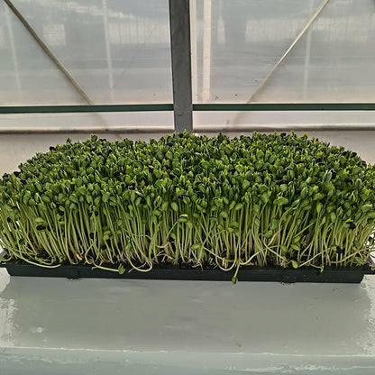 languoshi Black Bean Sample(about 250 grams per box) organic vegetable Edible Sprouts Hot Pot Ingredients