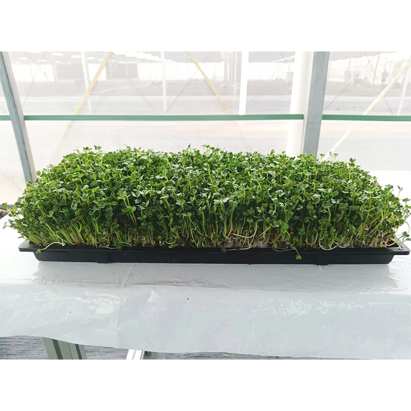 languoshi white radish seedling(about 250 grams per box) decorate Serving Plates Stir-fry with cold vegetables Fresh vegetables