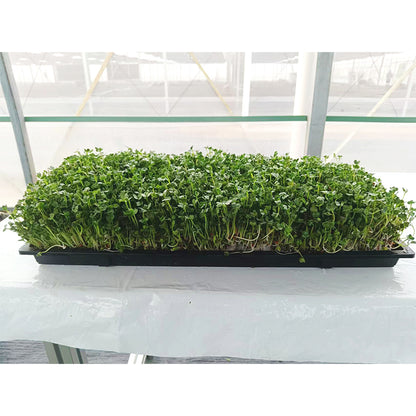 languoshi white radish seedling(about 250 grams per box) decorate Serving Plates Stir-fry with cold vegetables Fresh vegetables