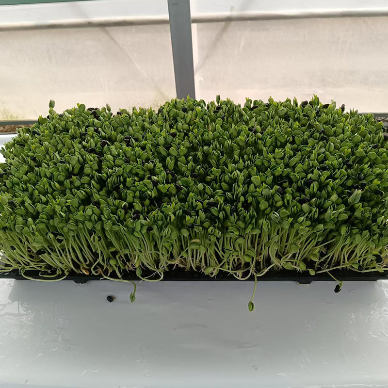 languoshi Black Bean Sample(about 250 grams per box) organic vegetable Edible Sprouts Hot Pot Ingredients