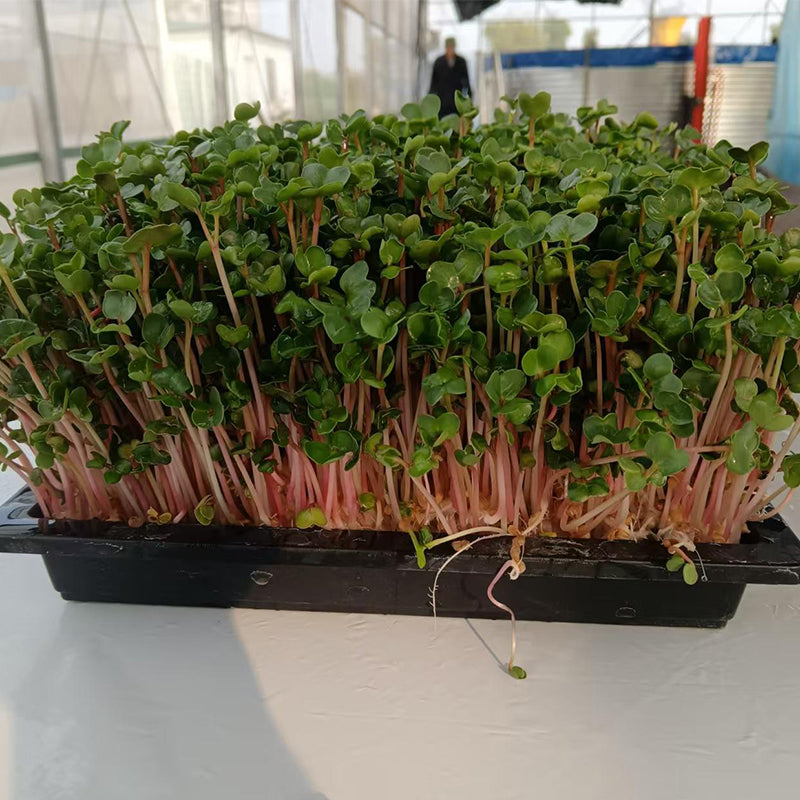 languoshi radish seedling(about 250 grams per box) soilless green vegetable Vegetarian Salad