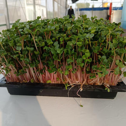 languoshi radish seedling(about 250 grams per box) soilless green vegetable Vegetarian Salad