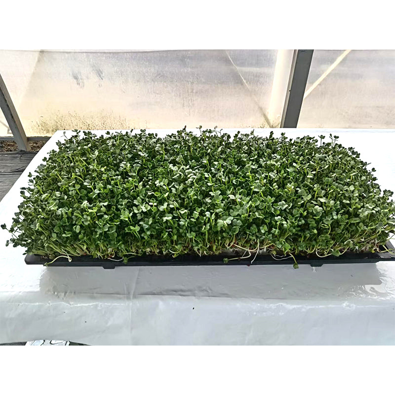 languoshi white radish seedling(about 250 grams per box) decorate Serving Plates Stir-fry with cold vegetables Fresh vegetables