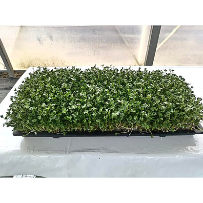 languoshi white radish seedling(about 250 grams per box) decorate Serving Plates Stir-fry with cold vegetables Fresh vegetables