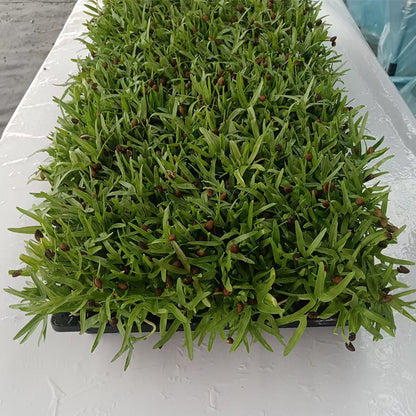 languoshi Cabbage Sample(about 250 grams per box) soilless green vegetable Vegetarian Salad
