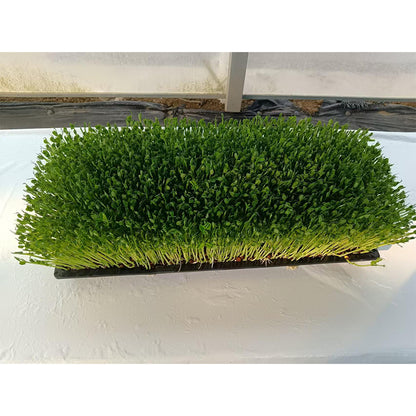 languoshi Pea Seedling Products(about 250 grams per box) organic vegetable Edible Sprouts Hot Pot Ingredients