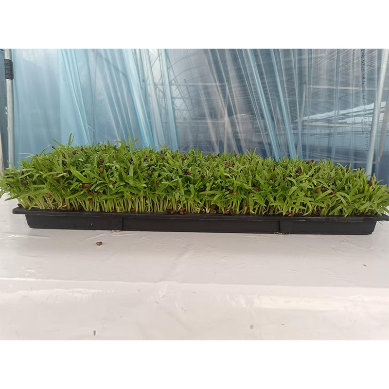 languoshi Cabbage Sample(about 250 grams per box) soilless green vegetable Vegetarian Salad