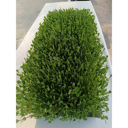 languoshi Pea Seedling Products(about 250 grams per box) organic vegetable Edible Sprouts Hot Pot Ingredients