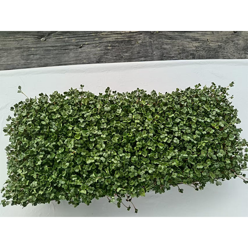 languoshi white radish seedling(about 250 grams per box) decorate Serving Plates Stir-fry with cold vegetables Fresh vegetables