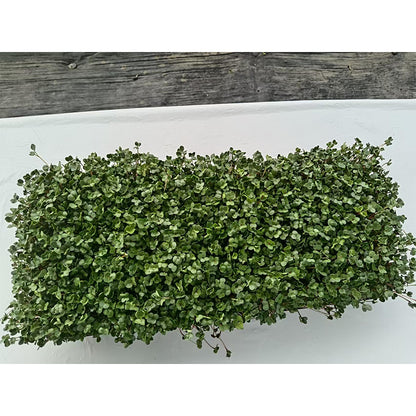 languoshi white radish seedling(about 250 grams per box) decorate Serving Plates Stir-fry with cold vegetables Fresh vegetables