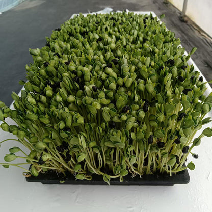 languoshi Black Bean Sample(about 250 grams per box) organic vegetable Edible Sprouts Hot Pot Ingredients