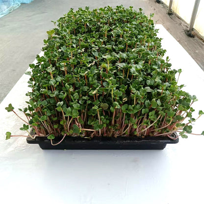 languoshi radish seedling(about 250 grams per box) soilless green vegetable Vegetarian Salad