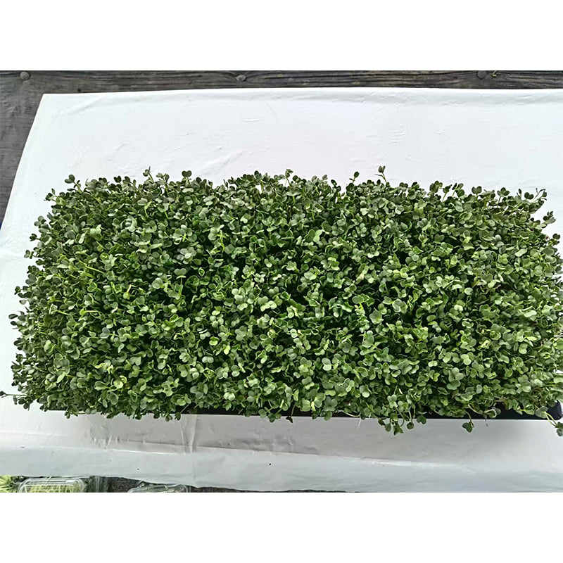 languoshi white radish seedling(about 250 grams per box) decorate Serving Plates Stir-fry with cold vegetables Fresh vegetables