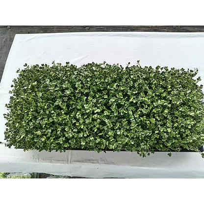 languoshi white radish seedling(about 250 grams per box) decorate Serving Plates Stir-fry with cold vegetables Fresh vegetables